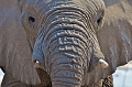  elephant
 Etosha 
 Namibie 